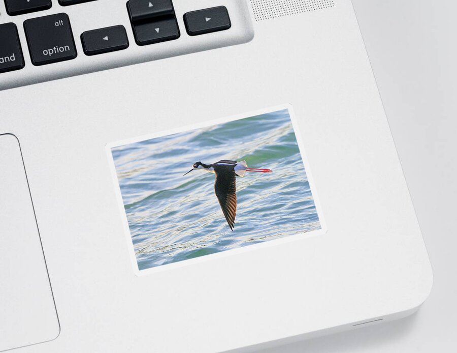 Bird Sticker featuring the photograph Black-necked Stilt 8 by Shoal Hollingsworth