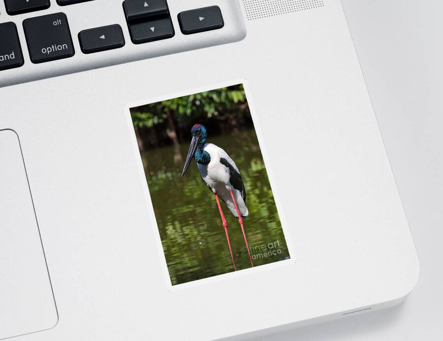 Birds Sticker featuring the photograph Black-necked stork by Louise Heusinkveld