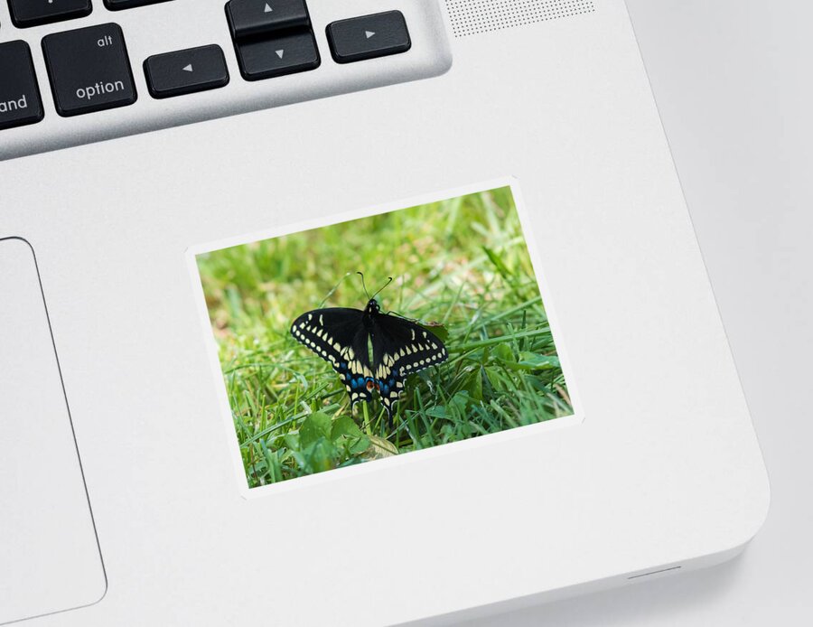 Black Swallowtail Butterfly Sticker featuring the photograph Black Swallowtail Butterfly by Holden The Moment