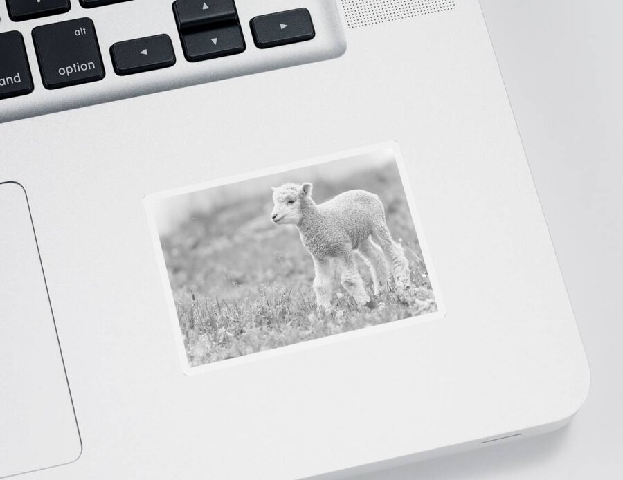 Leicester Longwool Sticker featuring the photograph Blameless by Rachel Morrison