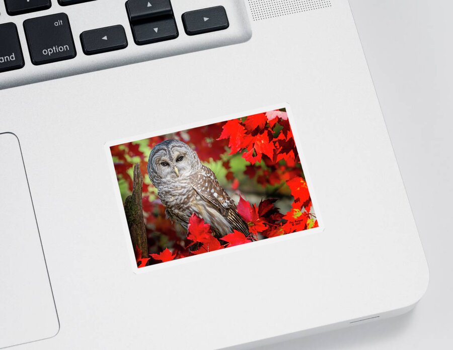 Barred Owl Sticker featuring the photograph Blazing Barred by Peg Runyan