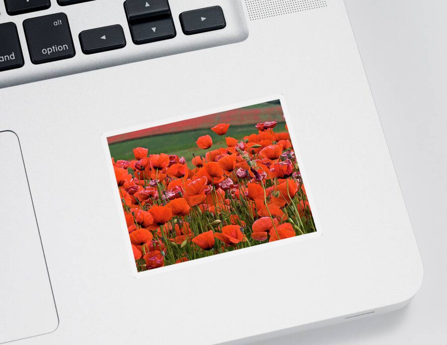 Poppy Sticker featuring the photograph Bloom Red Poppy Field by Heiko Koehrer-Wagner