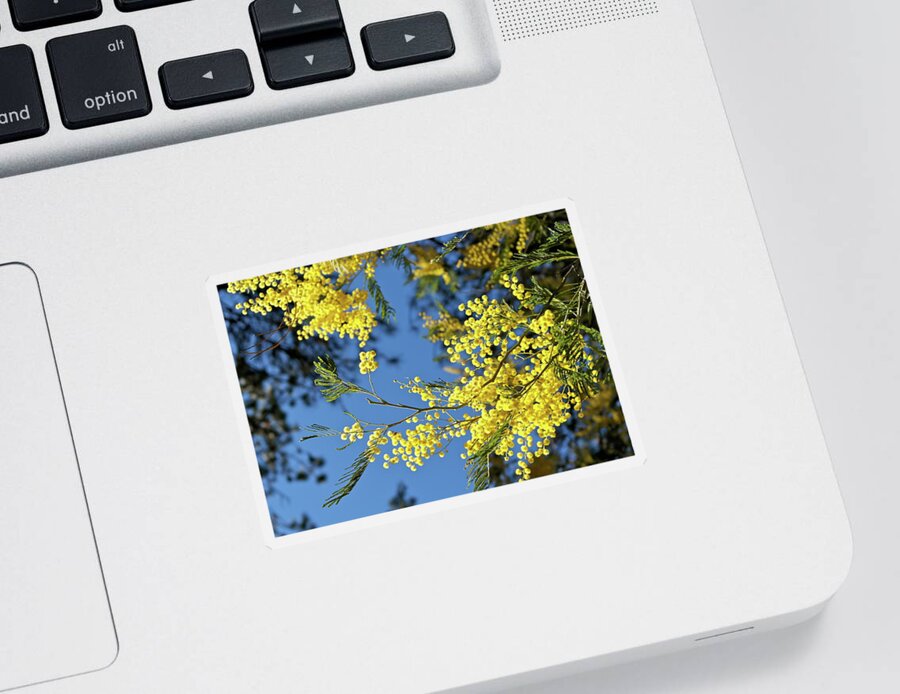 Blossoms Sticker featuring the photograph Blooming Acacia Bough by Michele Myers