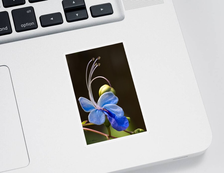 Flower Sticker featuring the photograph Blooming Butterfly by Christopher Holmes