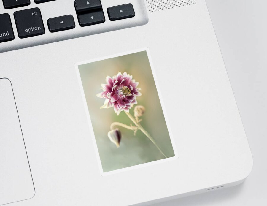 Colorful Sticker featuring the photograph Blooming columbine flower by Jaroslaw Blaminsky