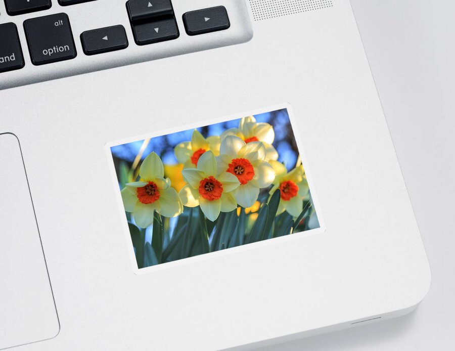 Blooming Daffodils Sticker featuring the photograph Blooming daffodils by Lynn Hopwood