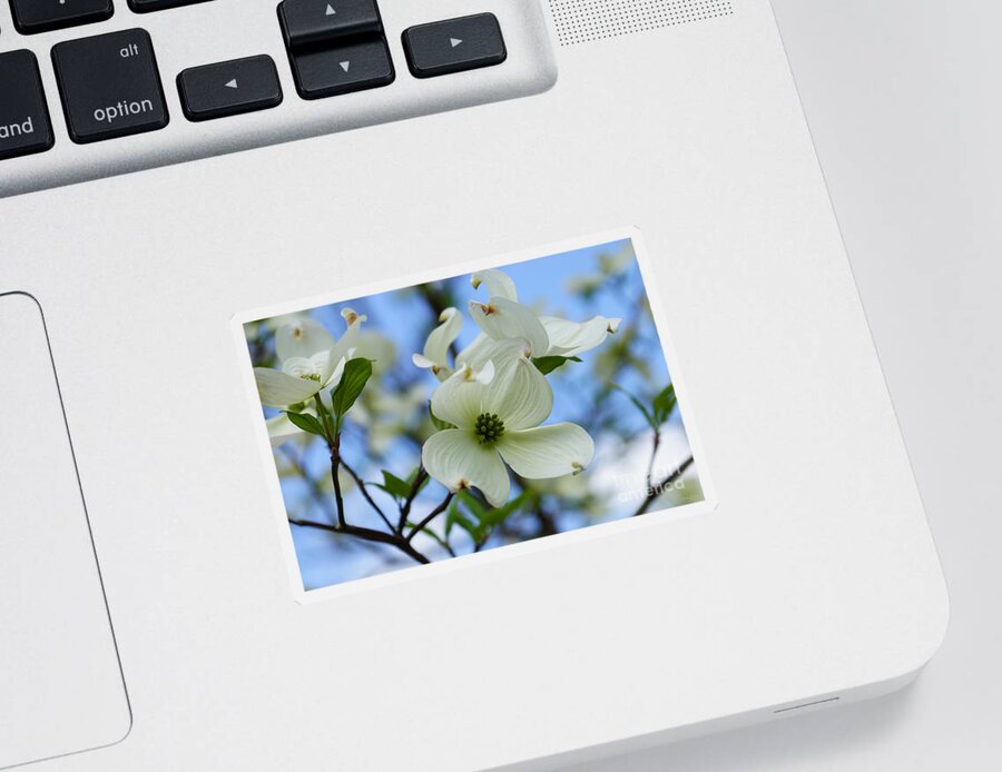 Spring Sticker featuring the photograph Blooming Dogwood by Jennifer White