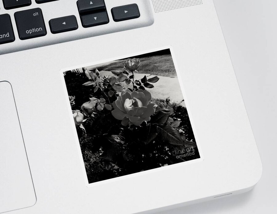 Flower Sticker featuring the photograph Blooming Flower in Black and White by Frank J Casella