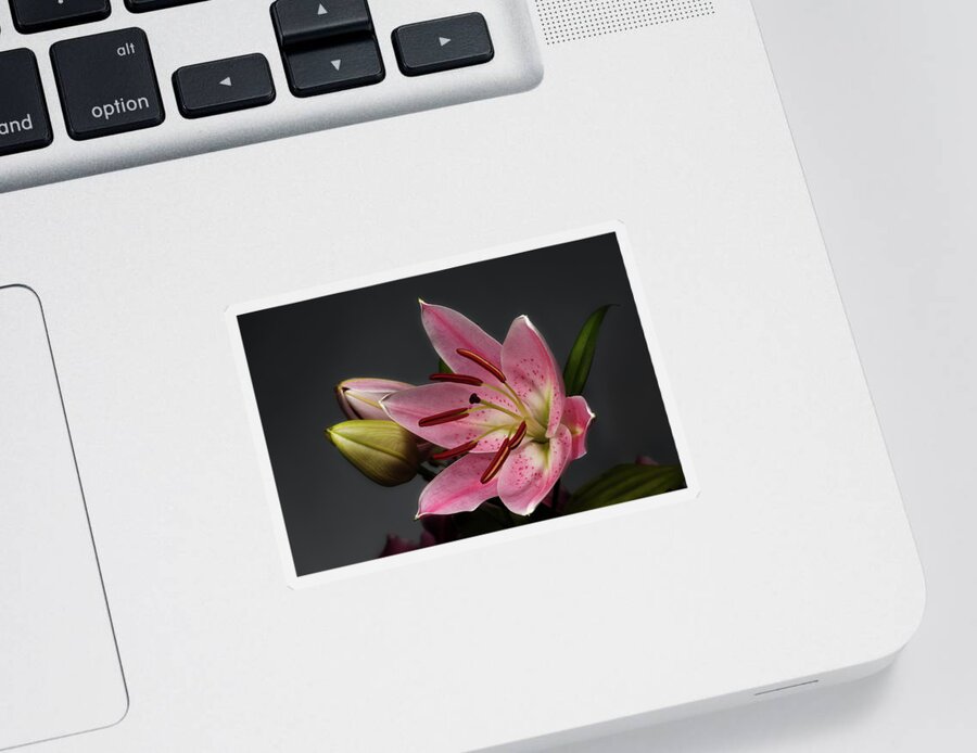 Blossom Sticker featuring the photograph Blossoming Pink Lily Flower on dark Background by Sergey Taran