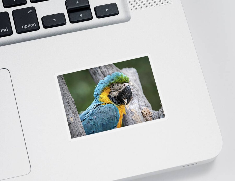 Animal Sticker featuring the photograph Blue and Yellow Macaw by Teresa Wilson