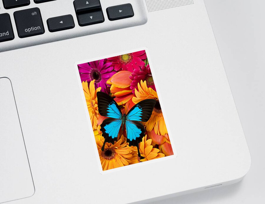 Butterfly Tulips Daisy�s Sticker featuring the photograph Blue butterfly on brightly colored flowers by Garry Gay