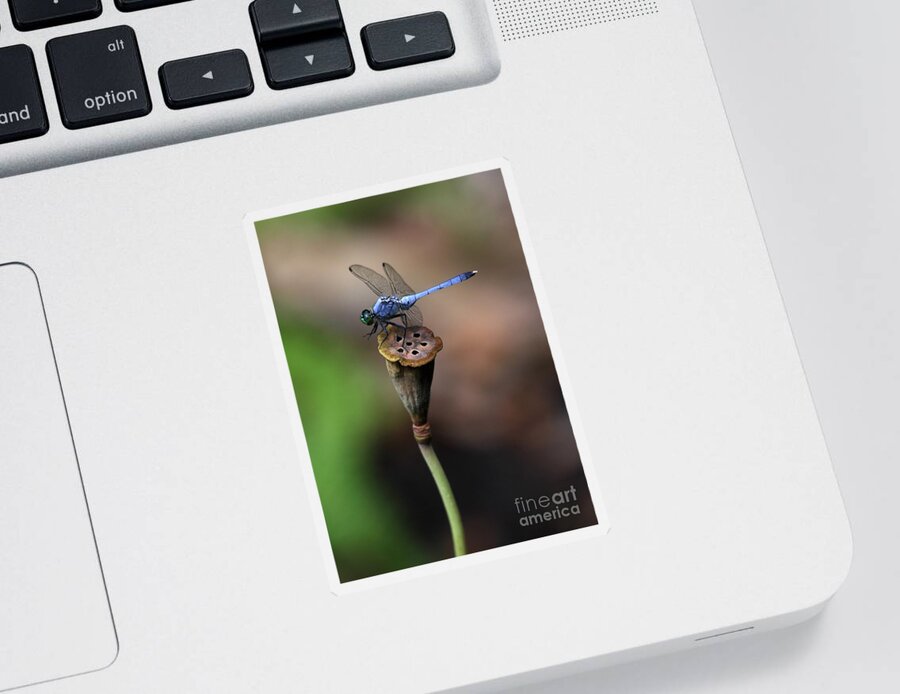 Dragonfly Sticker featuring the photograph Blue Dragonfly Dancer by Sabrina L Ryan