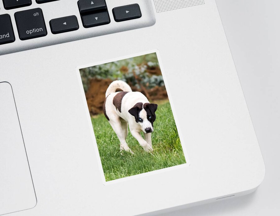 Blue Eyed Dog Sticker featuring the photograph Blue Eyed Dog by Holden The Moment