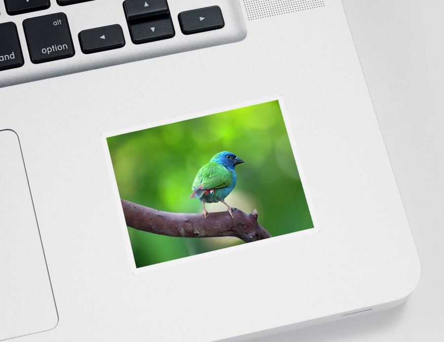 Blue-faced Parrotfinch Sticker featuring the photograph Blue-faced Parrotfinch by John Poon