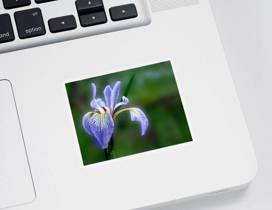 Iris Sticker featuring the photograph Blue Flag Wildflower - Iris versicolor by Carol Senske