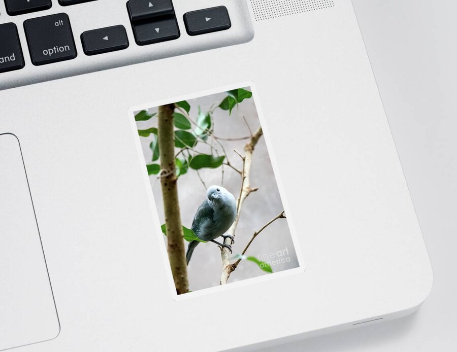 Bird Sticker featuring the photograph Blue-Grey Tanager by Ed Taylor
