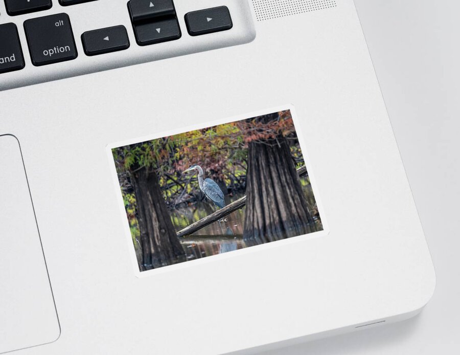 Wildlife Sticker featuring the photograph Blue Heron in cypress swamp by Paul Freidlund
