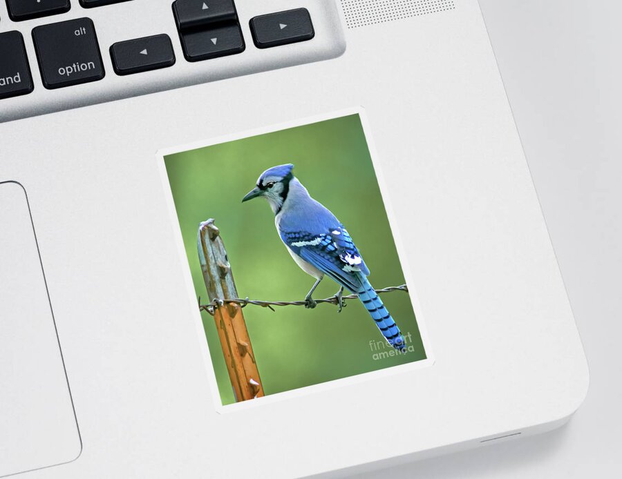 Animal Sticker featuring the photograph Blue Jay On The Fence by Robert Frederick