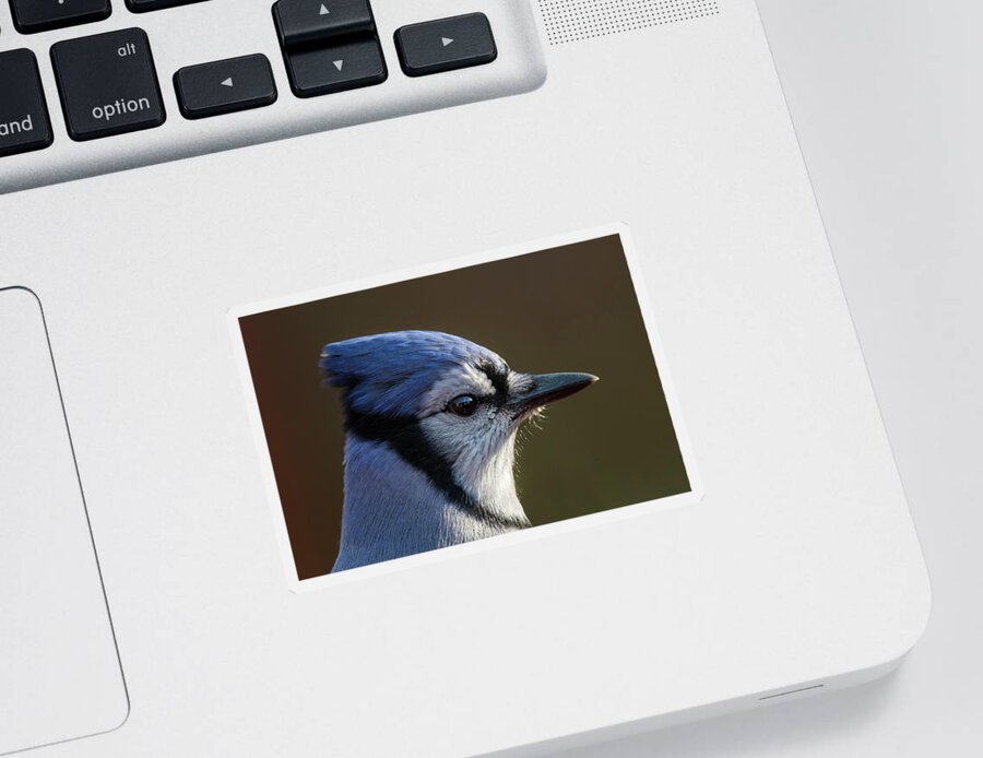 Autumn Sticker featuring the photograph Blue Jay Portrait by Mircea Costina Photography