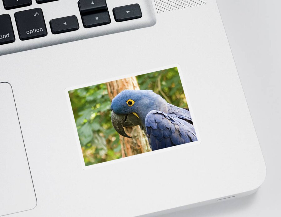 Zoo Sticker featuring the photograph Blue Macaw by John Benedict