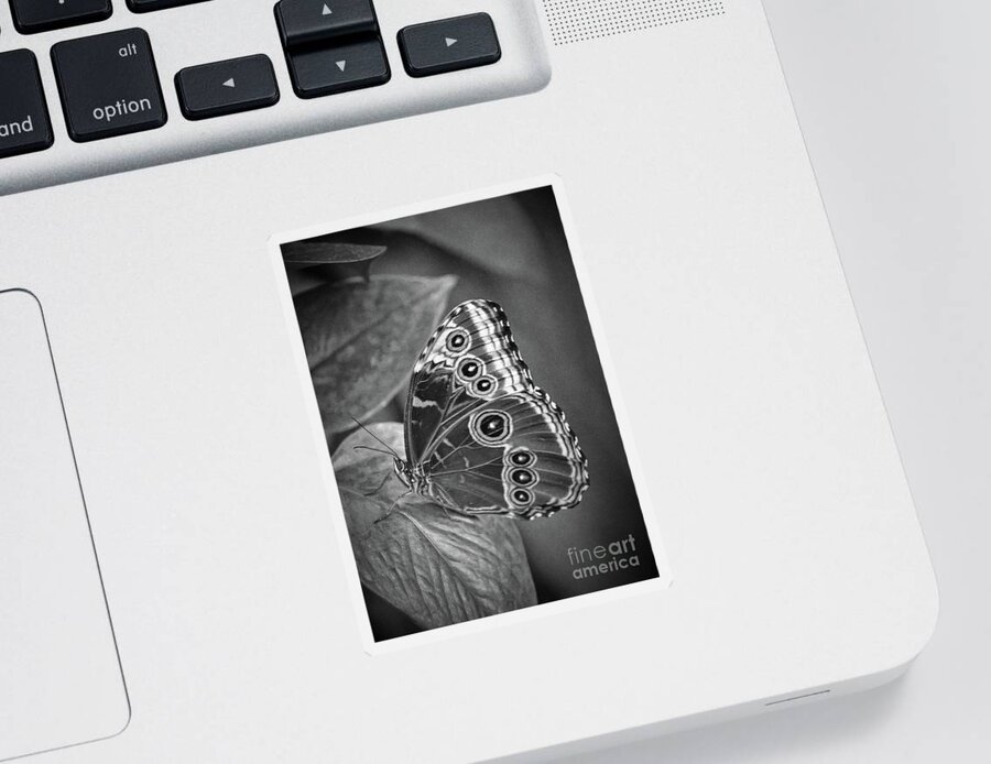In Focus Sticker featuring the photograph Blue Morpho Butterfly Black And White by Sharon McConnell