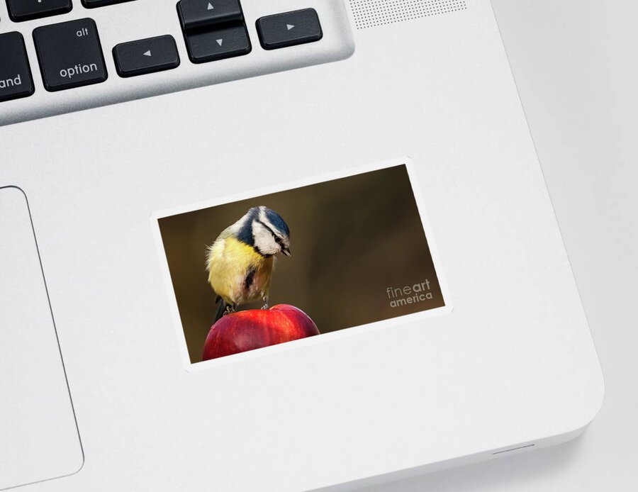 Bird Sticker featuring the photograph Blue Tit Cyanistes caeruleus sat on a red apple looking down by Simon Bratt