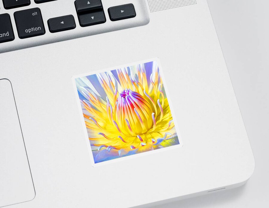  Blue Lotuses Sticker featuring the photograph Blue Yellow Lily by Jennifer Robin