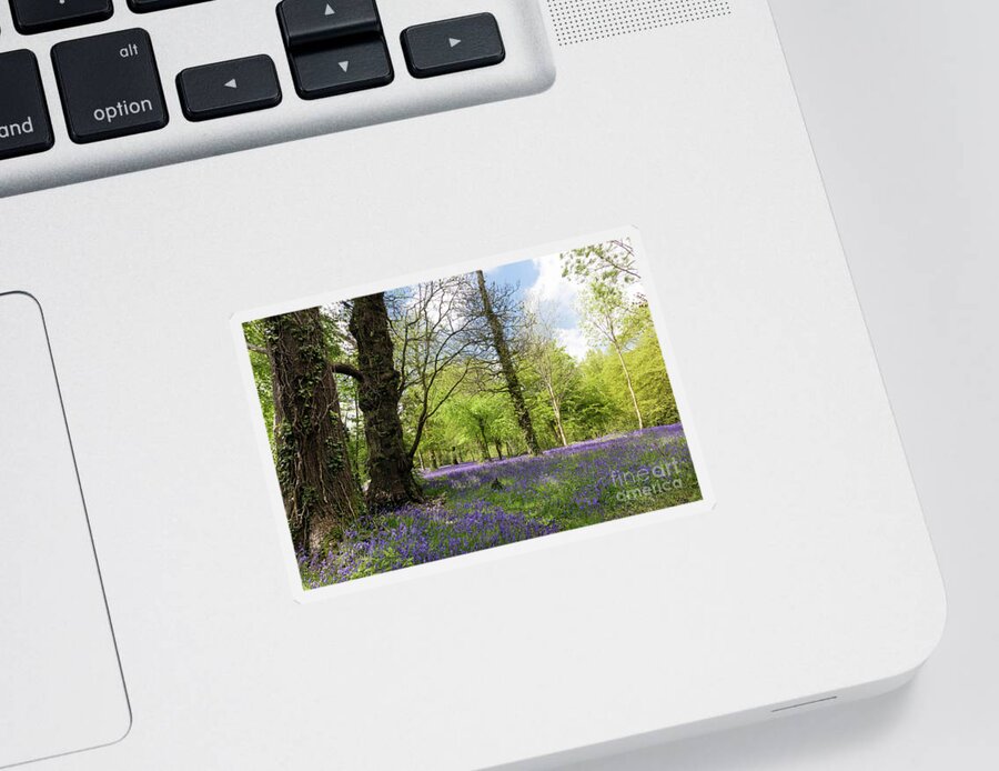 Bluebell Sticker featuring the photograph Bluebell Season by Terri Waters