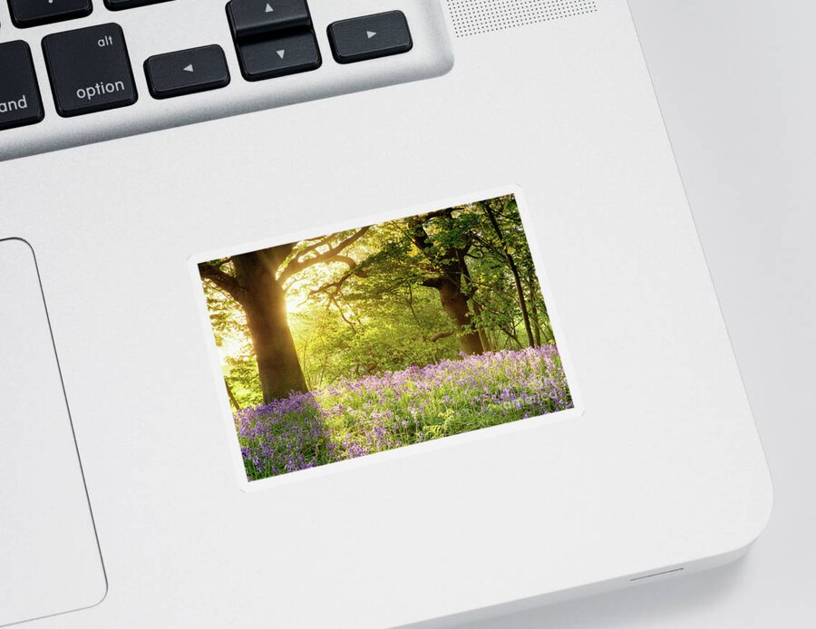 Bluebells Sticker featuring the photograph Bluebell wood with magical morning sunrise by Simon Bratt