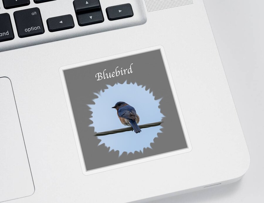 Eastern Bluebird Sticker featuring the photograph Bluebird by Holden The Moment