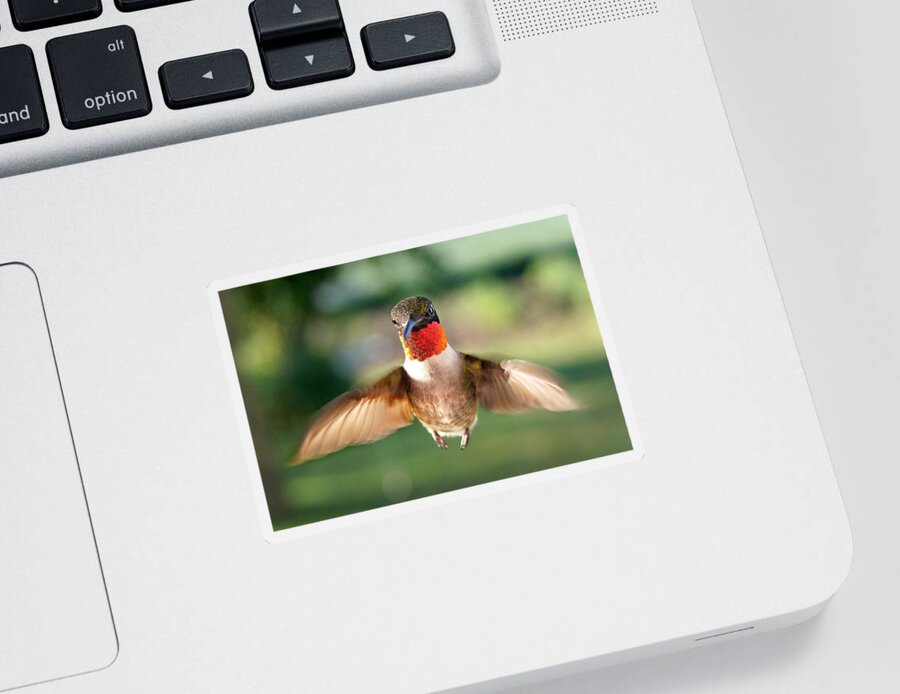 Bird Sticker featuring the photograph Boastful by Bill Pevlor