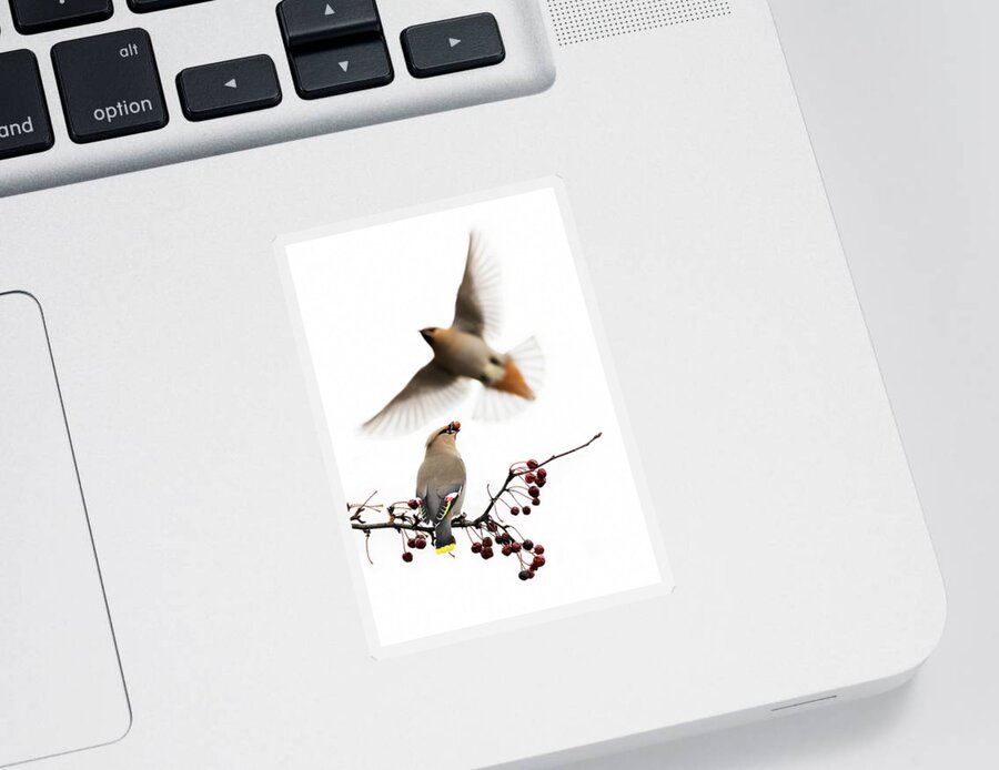 Bohemian Sticker featuring the photograph Bohemian Waxwings by Mircea Costina Photography