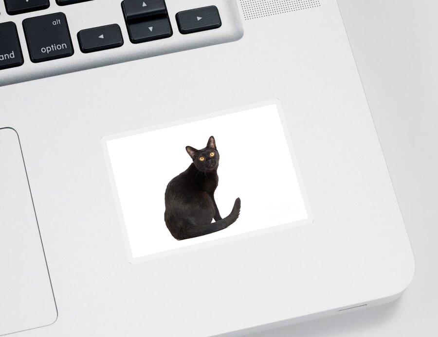 Cat Sticker featuring the photograph Bombay Cat by Jean-Michel Labat