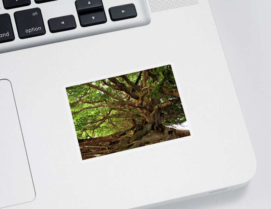 Branches Sticker featuring the photograph Branches And Roots by James Eddy