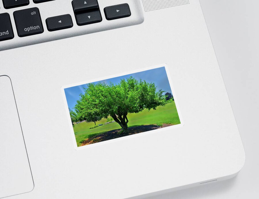 Tree Sticker featuring the photograph Branching Out by Dani McEvoy