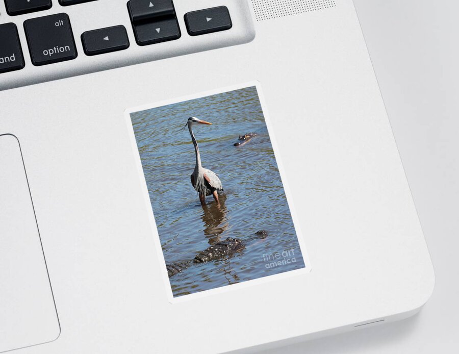 Gator Sticker featuring the photograph Brave Great Blue Heron by Carol Groenen