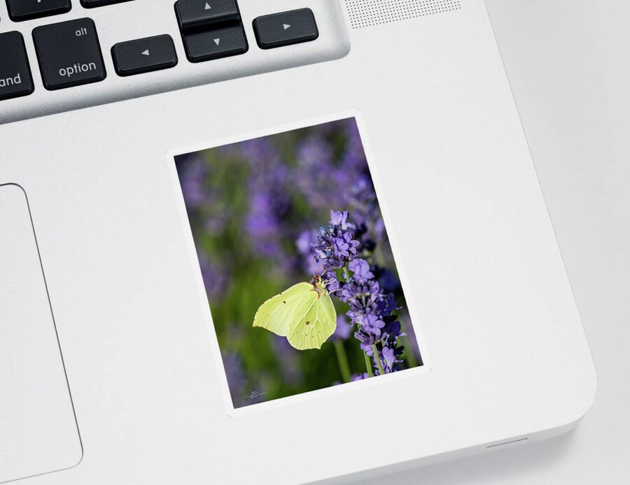 Brimstone Sticker featuring the photograph Brimstone butterfly and the lavender by Torbjorn Swenelius