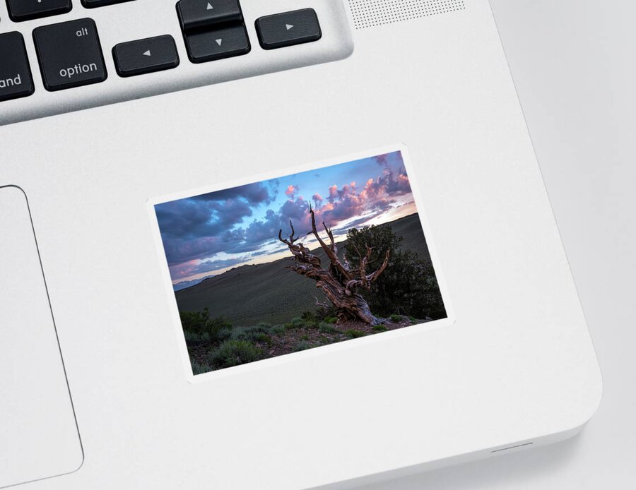 Landscape Sticker featuring the photograph Bristlecone Pine Sunset 2 by Scott Cunningham