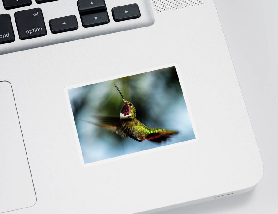Colorado Sticker featuring the photograph Broad-tailed Hummingbird in Flight by Marilyn Burton