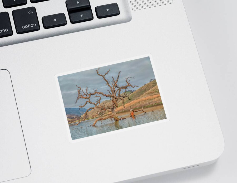 Landscape Sticker featuring the photograph Broken Tree in Water by Marc Crumpler