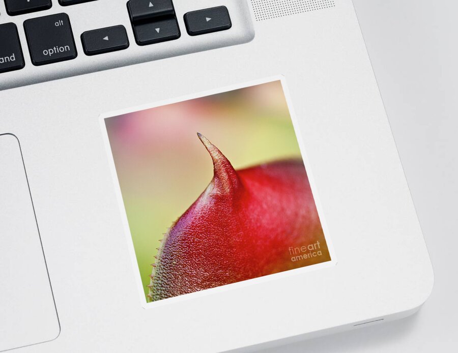 Leaf Sticker featuring the photograph Bromeliad by Heiko Koehrer-Wagner