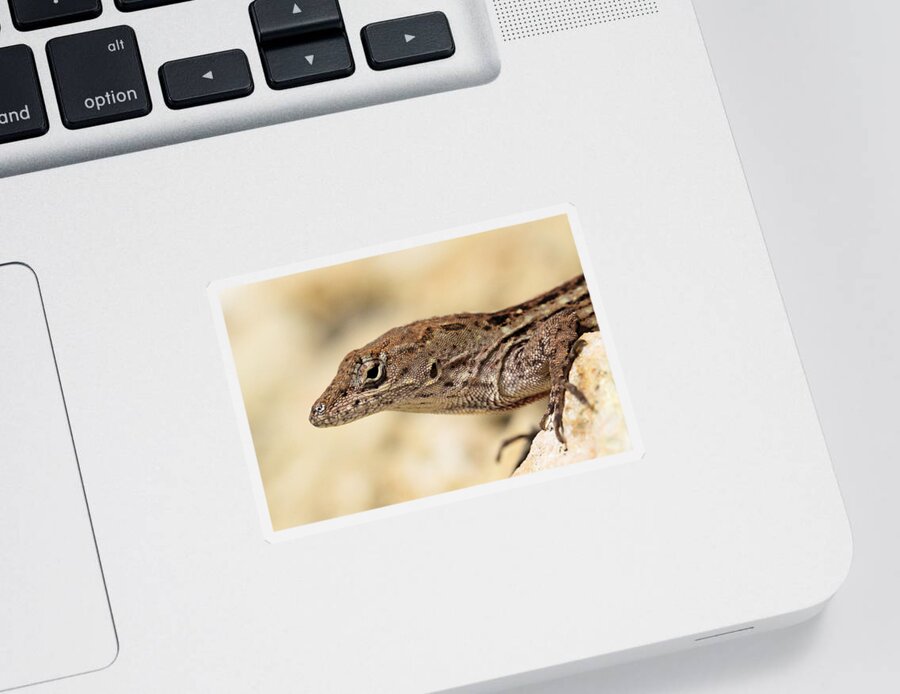 Brown Anole Sticker featuring the photograph Brown Anole by Doris Potter