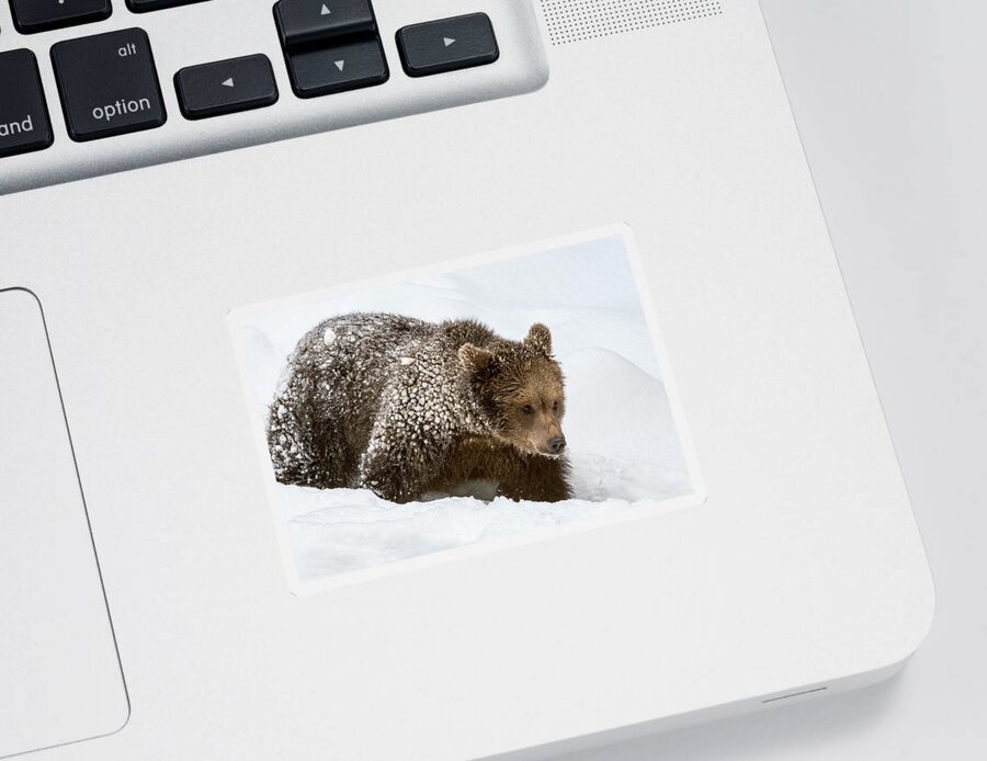 Young Sticker featuring the photograph Brown Bear Cub in the Snow by Arterra Picture Library