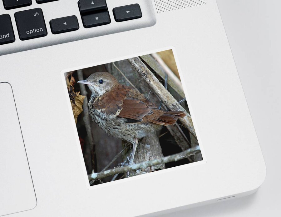 Brown Thrasher Sticker featuring the digital art Brown Thrasher Fledgling by DigiArt Diaries by Vicky B Fuller