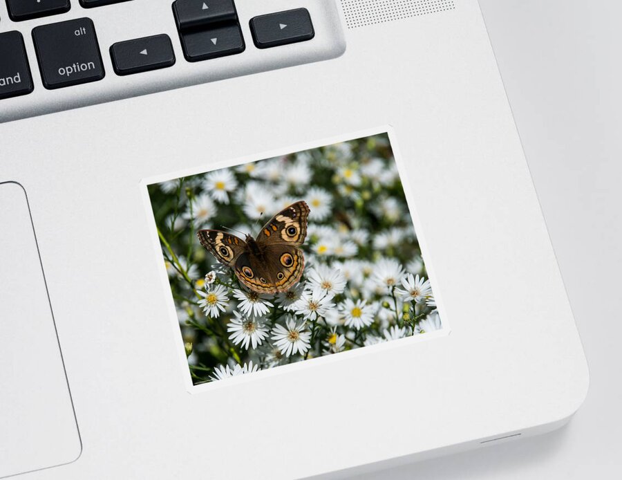 Buckeye Sticker featuring the photograph Buckeye Butterfly on Heath Aster by Mick Anderson
