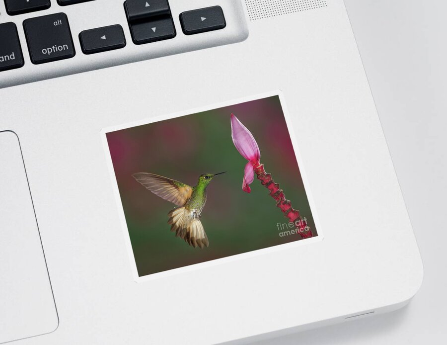 Animal Sticker featuring the photograph Buff-tailed Coronet approaching Banana Flower by Jerry Fornarotto