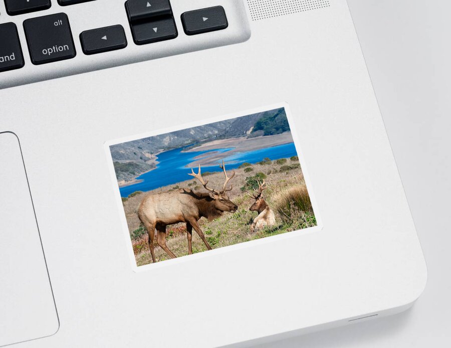 Tule Elk Sticker featuring the photograph Bull Elk above Tomales Bay by Kathleen Bishop