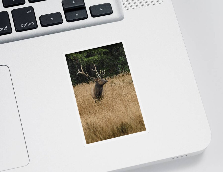 Dakota Sticker featuring the photograph Bull Elk in Yellowstone by Greni Graph