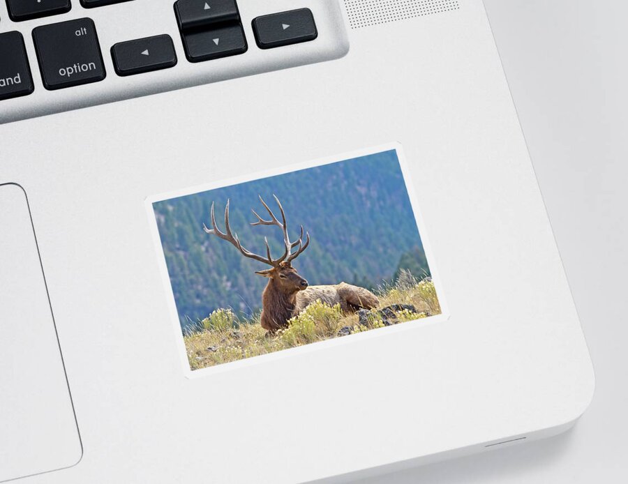 Elk Sticker featuring the photograph Bull Elk Resting by Wesley Aston