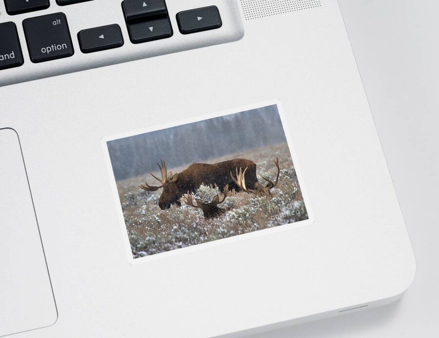 Moose Sticker featuring the photograph Bull Moose In The Snowy Meadow by Adam Jewell